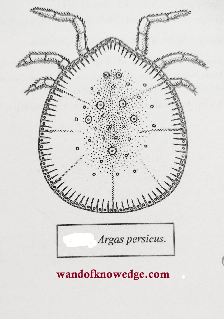 Fowl Tick (Argas persicus oken) | Life History | Damage