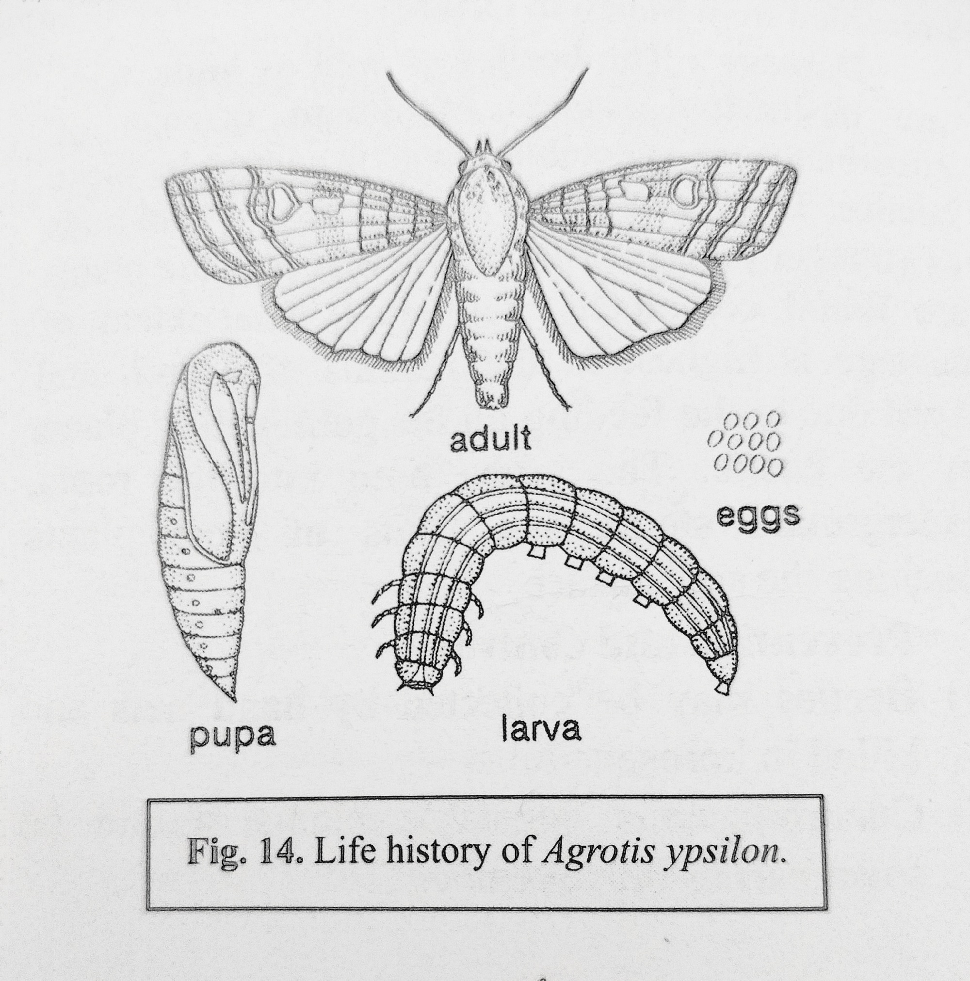 Agrotis ypsilon Rott. (Gram cutworm)