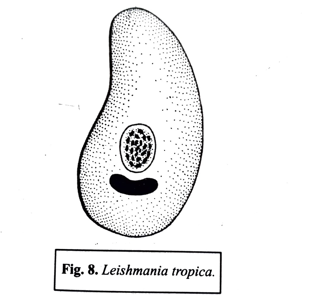 leishmania tropica labeled