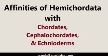 affinities of hemichordata