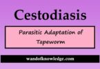 Cestodiasis| Parasitic Adaptation of Tapeworm| Wandofknowledge