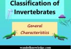 Classification of Invertebrates & General Characteristics