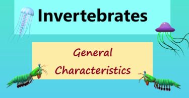 Classification of Invertebrates & General Characteristics