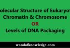 Molecular Structure of Eukaryotic Chromatin| Levels of DNA packaging