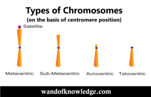 structure of metaphasic chromosome