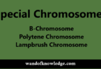 Special Chromosomes- Lampbrush, Polytene, B-Chromosome