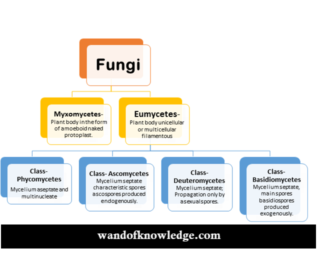 classification of fungi